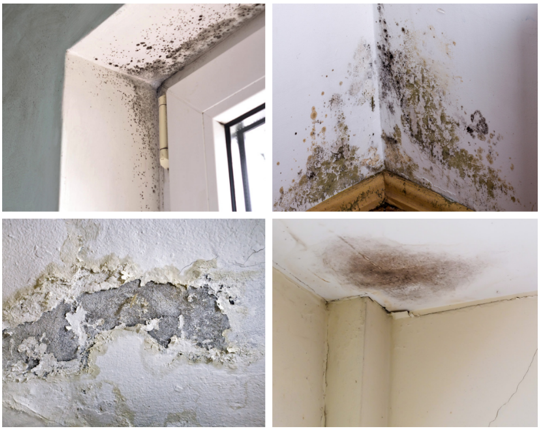 Photographs of damp and mould in a home